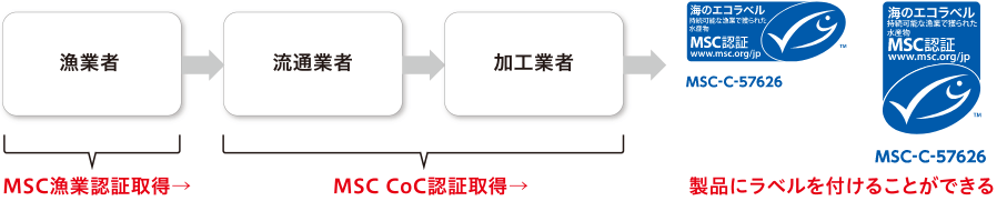 「MSC漁業認証」と「MSC CoC認証」