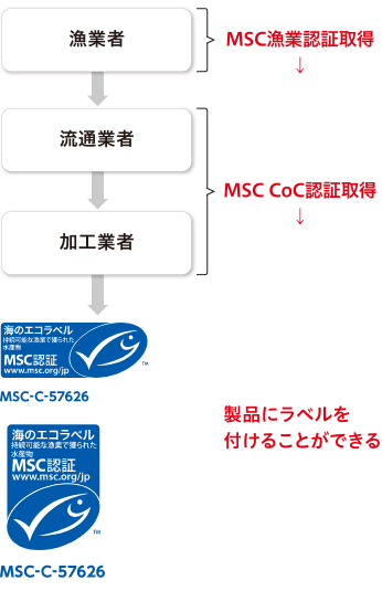 「MSC漁業認証」と「MSC CoC認証」