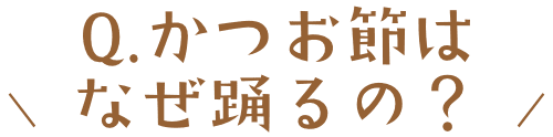 大真面目に研究するのはヤマキだけ!?